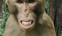 高密猴子哥爆料网红视频,高密猴子哥爆料视频背后的真相