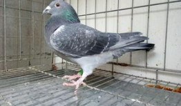 养鸽最新爆料,最新爆料揭秘养鸽界的秘密与变革